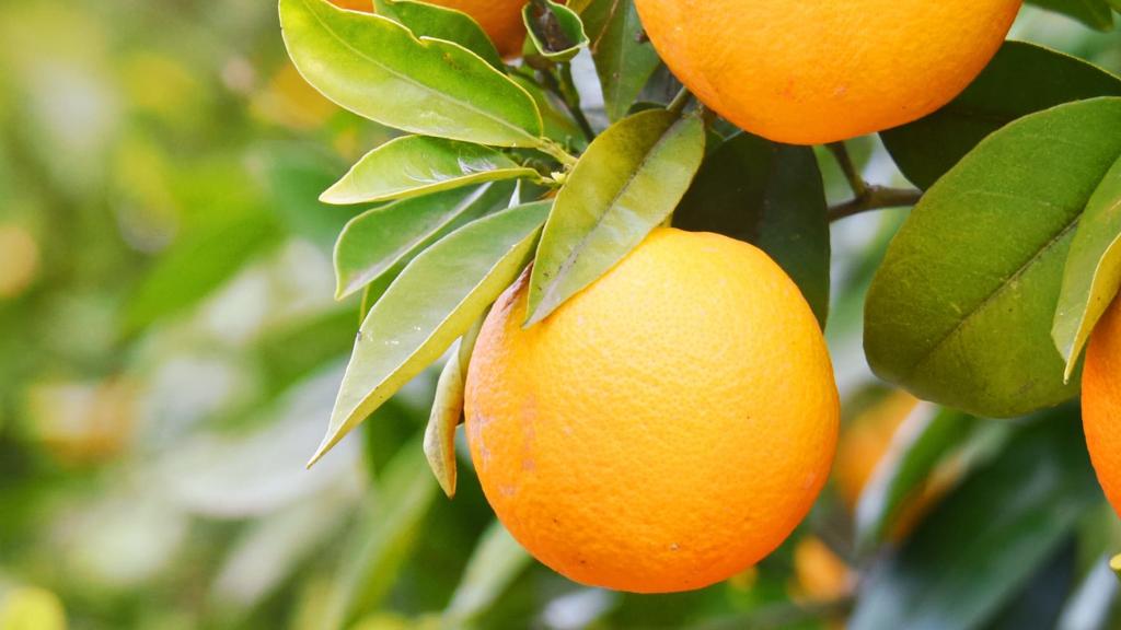 Fresh oranges on tree